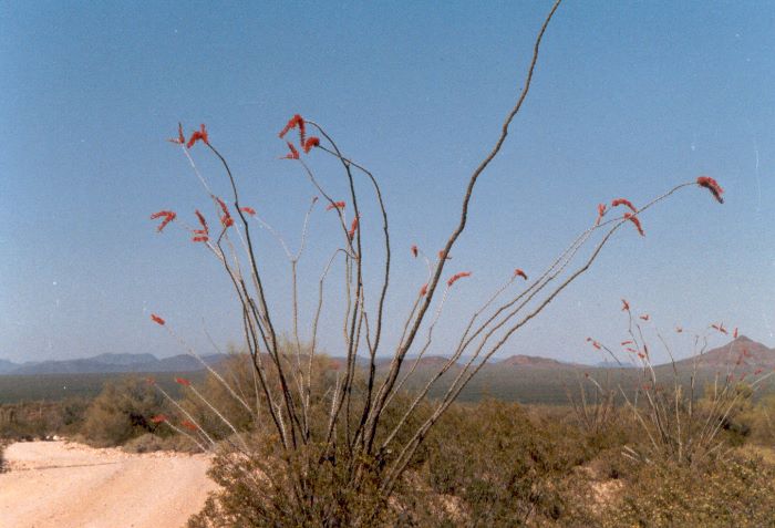 ../Images/182.Organ Pipe Cactus Natl. Mon.jpg